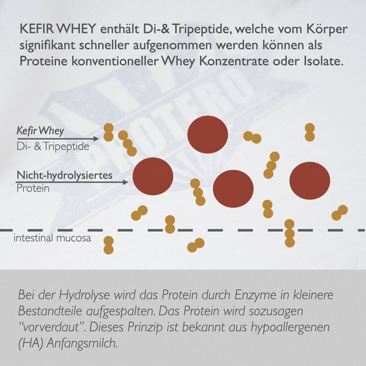 Kefir Whey Hydrolysat